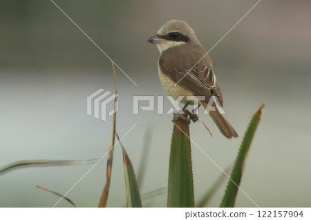Animals, Wild birds, Subspecies: Japanese shrike, a subspecies of the brown shrike. Winters in the Ryukyus and Yaeyama Islands, and is often seen in pastures and fields. 122157904