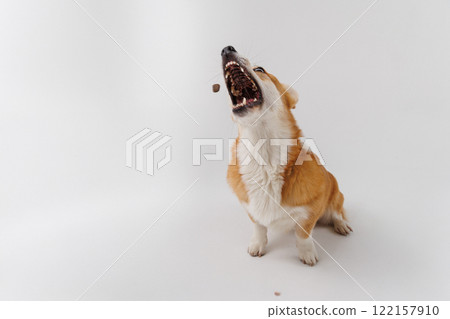 Corgi catching a treat mid-air, showcasing agility and excitement on a white studio background 122157910