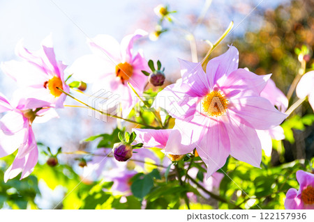 盛開的帝王大麗花在晴朗的秋日中格外引人注目 盛開的帝王大麗花在晴朗的秋日中格外引人注目 122157936