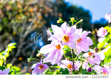 Dahlias in full bloom on a clear autumn day Dahlias in full bloom on a clear autumn day 122157937