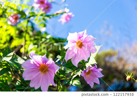 Dahlias in full bloom on a clear autumn day Dahlias in full bloom on a clear autumn day 122157938