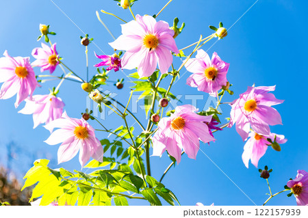 Dahlias in full bloom on a clear autumn day Dahlias in full bloom on a clear autumn day 122157939