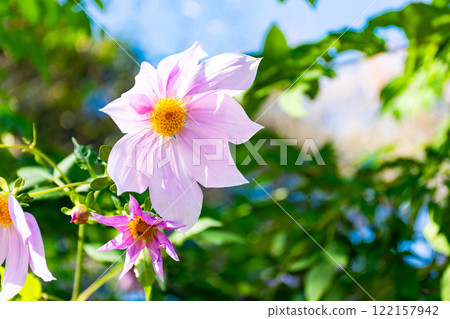 Dahlias in full bloom on a clear autumn day Dahlias in full bloom on a clear autumn day 122157942