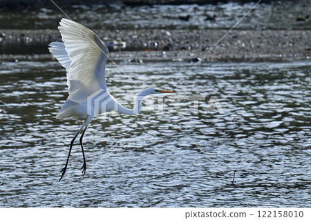 白鷺 白鷺 122158010