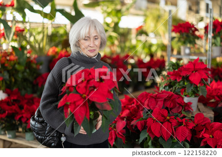 Mature woman choosing pots with Poinsettia 122158220