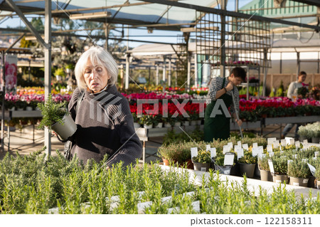 Elderly woman choosing rosemary in pot 122158311