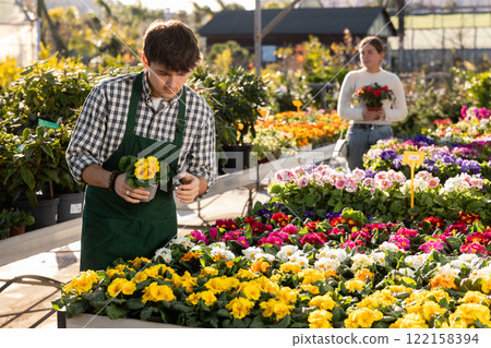 Guy employee of garden center is busy working with plants, potted primula Guy employee of garden center is busy working with plants, potted primula 122158394