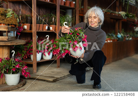 Mature woman choosing a large schlumbergera 122158408
