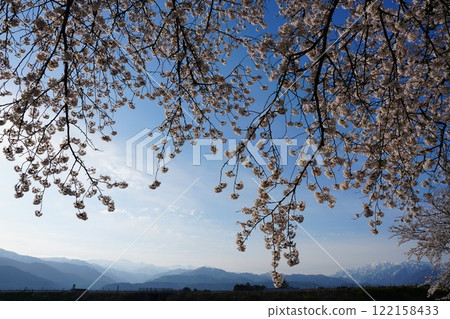 A view of cherry blossoms in Asahi Town, Toyama Prefecture A view of cherry blossoms in Asahi Town, Toyama Prefecture 122158433