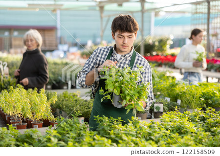 store employee puts mint on the stand store employee puts mint on the stand 122158509