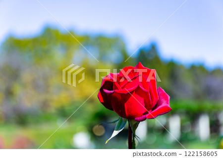 Beautiful autumn scenery: Colorful autumn roses in full bloom 122158605