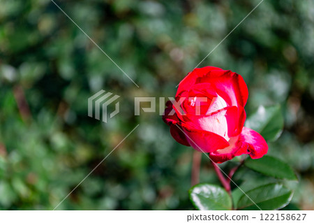 美麗的秋天風景－色彩繽紛的秋天玫瑰盛開 122158627