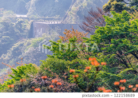 Spring in the Yakushima Offshore Alps (April) - Magnificent new green leaves on the trees 122158689