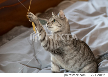 可愛的貓咪玩玩具-鯖魚虎斑貓 122159094