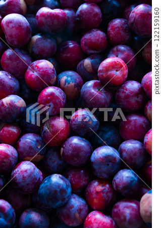 Fresh tasty plums, harvest from garden Fresh tasty plums, harvest from garden 122159160