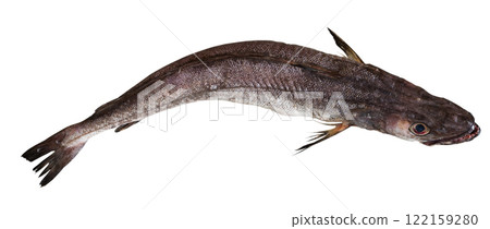 Raw merluccius on white background Raw merluccius on white background 122159280