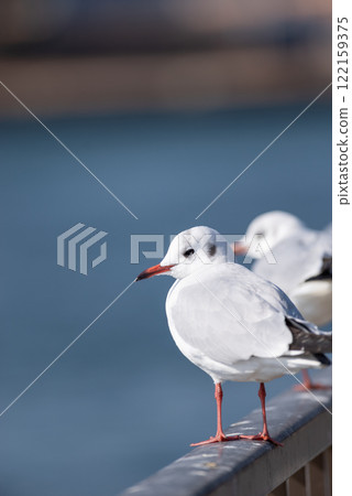 Several gulls Several gulls 122159375