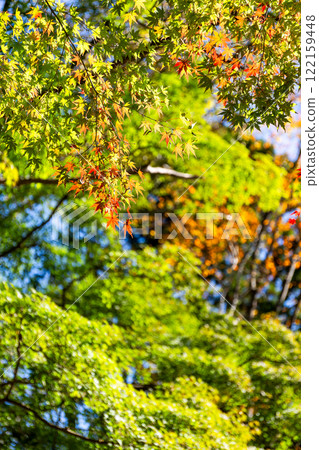 Beautiful autumn leaves shining in the autumn sun Beautiful autumn leaves shining in the autumn sun 122159448