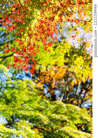 Beautiful autumn leaves shining in the autumn sun Beautiful autumn leaves shining in the autumn sun 122159449