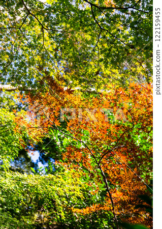 Beautiful autumn leaves shining in the autumn sun Beautiful autumn leaves shining in the autumn sun 122159455