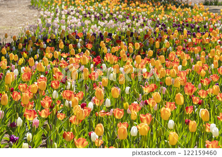 鬱金香花 鬱金香花 122159460