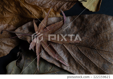 Close-up of fallen leaves 122159621
