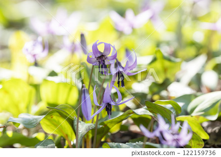 Katakuri花 Katakuri花 122159736