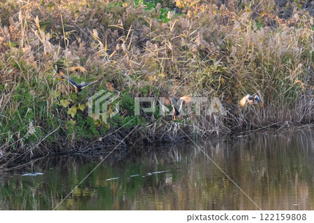 野鳥飛出池塘 野鳥飛出池塘 122159808