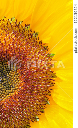 Radiant Sunflower Close-Up. Detailed capture of a sunflower vibrant yellow petals and intricate center patterns, showcasing the beauty of nature geometry. Ideal for botanical prints, gardening inspira 122159824