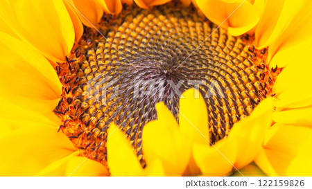 a close-up view of a sunflower's center, highlighting the intricate spiral patterns of its seeds surrounded by vibrant yellow petals. 122159826