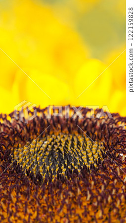 Macro close-up of a sunflower's intricate seed pattern, showcasing natural geometry and vibrant textures, perfect for botanical designs or nature-inspired branding 122159828