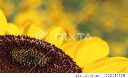 Sunflower Field Harmony. A close up of a sunflower dark, textured center against a soft, blurred background of vibrant yellow blooms Sunflower Field Harmony. A close up of a sunflower dark, textured center against a soft, blurred background of vibrant yellow blooms 122159829