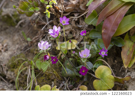 Snowgrass flower 122160023