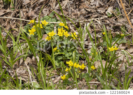 恩口之花 122160024