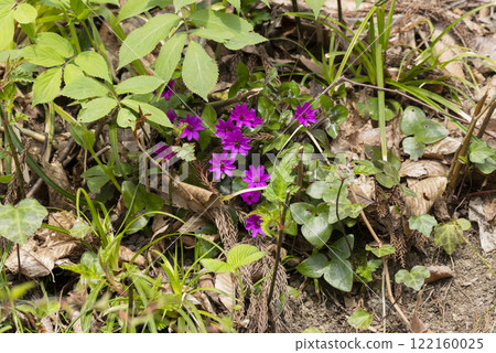 Snowgrass花 122160025