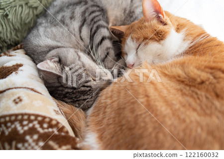 Two cats sleeping by the window Two cats sleeping by the window 122160032