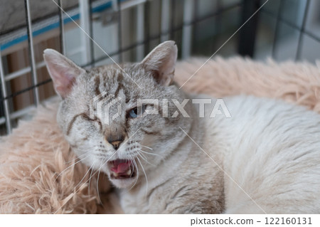 Cute yawning cat, Siamese tabby cat Cute yawning cat, Siamese tabby cat 122160131