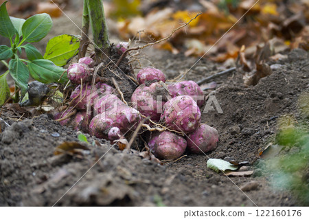 Freshly Harvested Jerusalem Artichokes in Natural Garden Setting 122160176