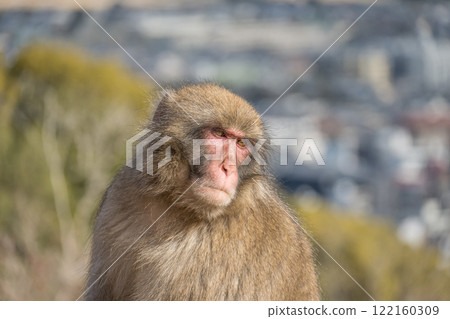 日本獼猴嵐山猴子公園岩田山 122160309
