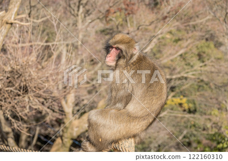 Japanese macaque Arashiyama Monkey Park Iwatayama 122160310