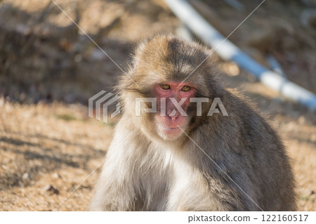 Japanese macaque Arashiyama Monkey Park Iwatayama Japanese macaque Arashiyama Monkey Park Iwatayama 122160517