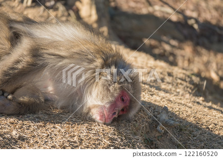 日本獼猴躺在嵐山猴子公園岩田山 122160520