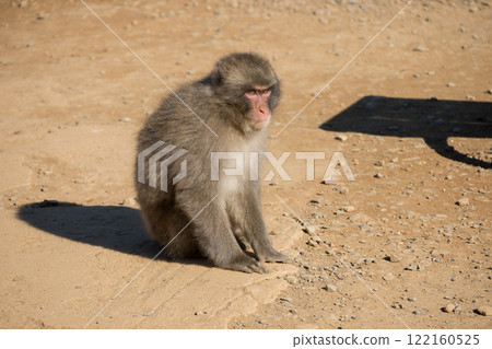 Japanese macaque Arashiyama Monkey Park Iwatayama Japanese macaque Arashiyama Monkey Park Iwatayama 122160525