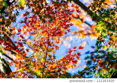 美麗的秋葉在晴朗的秋日閃閃發光 122161420