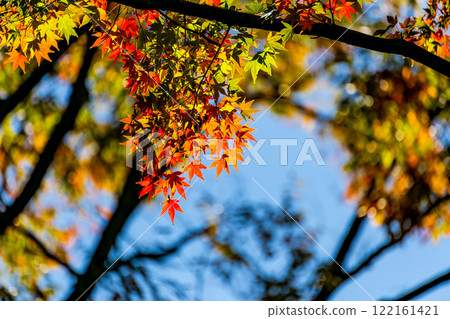Beautiful autumn leaves shining on a clear autumn day 122161421