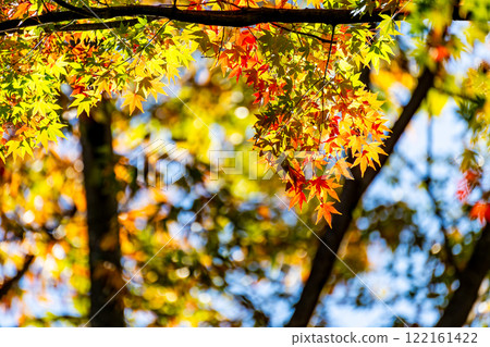 Beautiful autumn leaves shining on a clear autumn day 122161422
