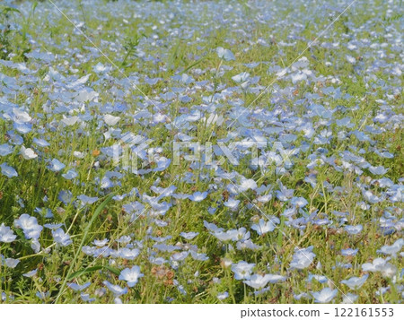 Nemophila 122161553