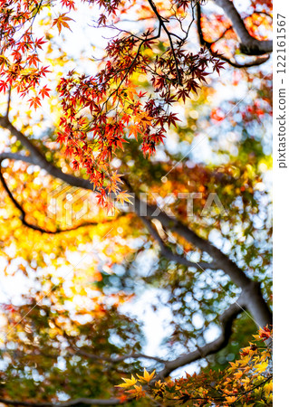 Beautiful autumn leaves shining on a clear autumn day 122161567