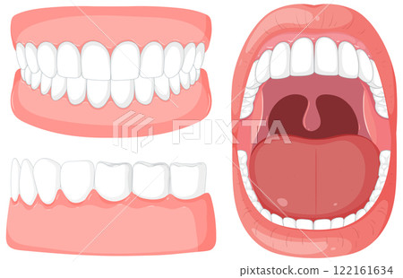 Human Mouth and Teeth Anatomy Illustration Human Mouth and Teeth Anatomy Illustration 122161634