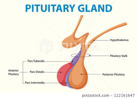 Anatomy of the Pituitary Gland 122161647